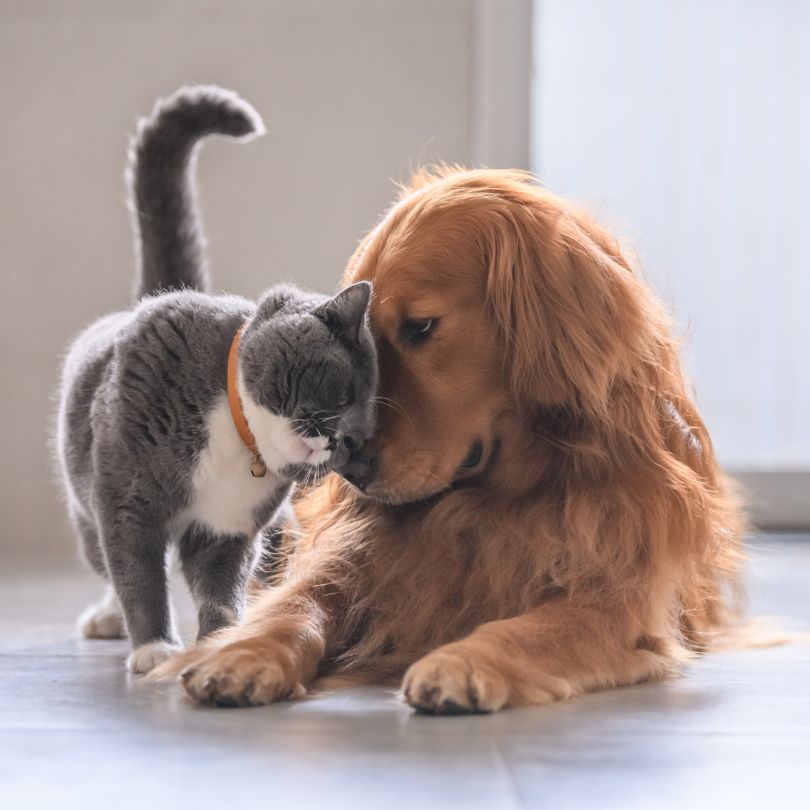 Cozy reading companion (Cat or dog)